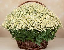 Цветочная композиция из Ромашки в корзине #REPLACE_PRED# Козино Одинцовского района