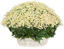 Цветочная композиция из Ромашки в корзине #REPLACE_PRED# Козино Одинцовского района